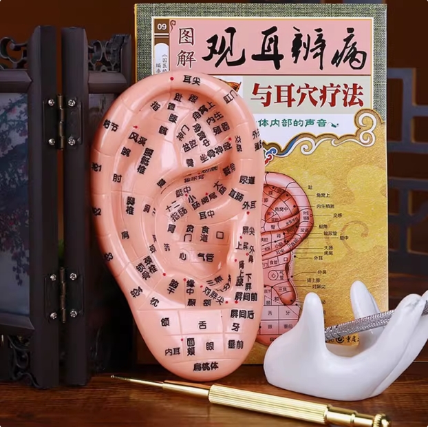 中医耳穴模型点穴按摩模型18cm