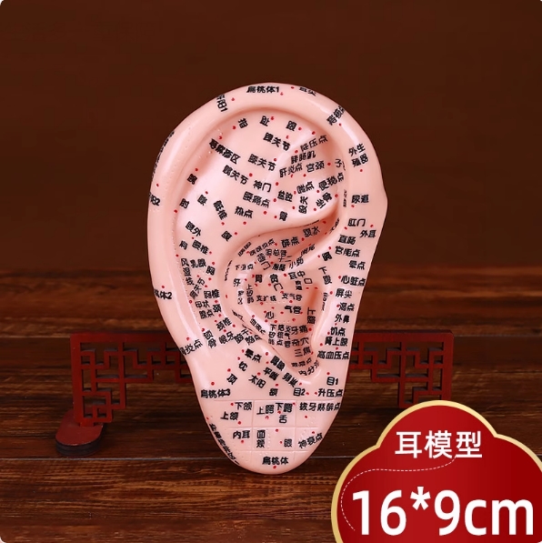 中医耳穴模型点穴按摩模型18cm
