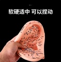 中医教学耳朵模型23cm