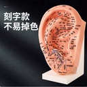 中医教学耳朵模型23cm