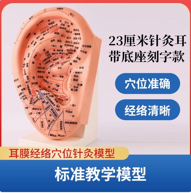 中医教学耳朵模型23cm