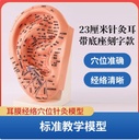 中医教学耳朵模型23cm