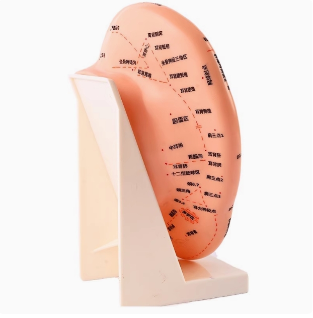 中医教学耳朵模型23cm