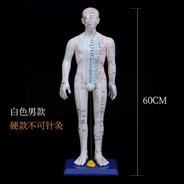 中医针灸人体经络穴位模型教学男女全身十二经络小皮人