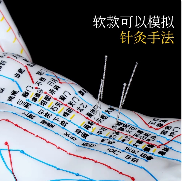 中医针灸人体经络穴位模型教学男女全身十二经络小皮人