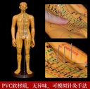 中医针灸人体经络穴位模型教学男女全身十二经络小皮人