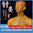 中医针灸人体经络穴位模型教学男女全身十二经络小皮人